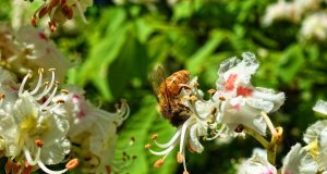 polline energetico riscostituente