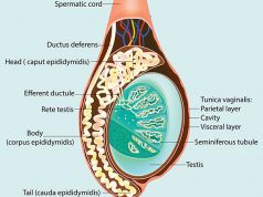 testicoli