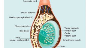 testicoli