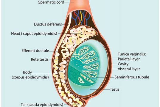 testicoli
