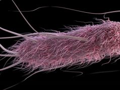 scamorza ritirata escherichia coli