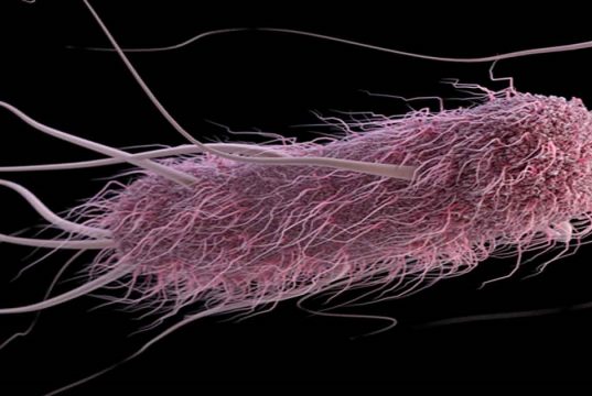 scamorza ritirata escherichia coli