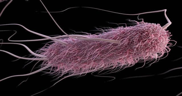 scamorza ritirata escherichia coli