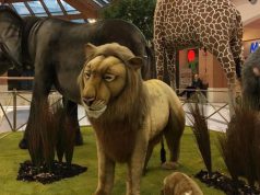 Animali gigli centro commerciale centri commerciali